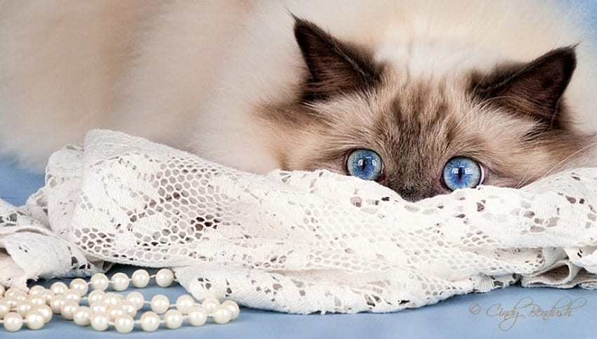 Mavi Gözler, kediler, şirin, kedi HD duvar kağıdı
