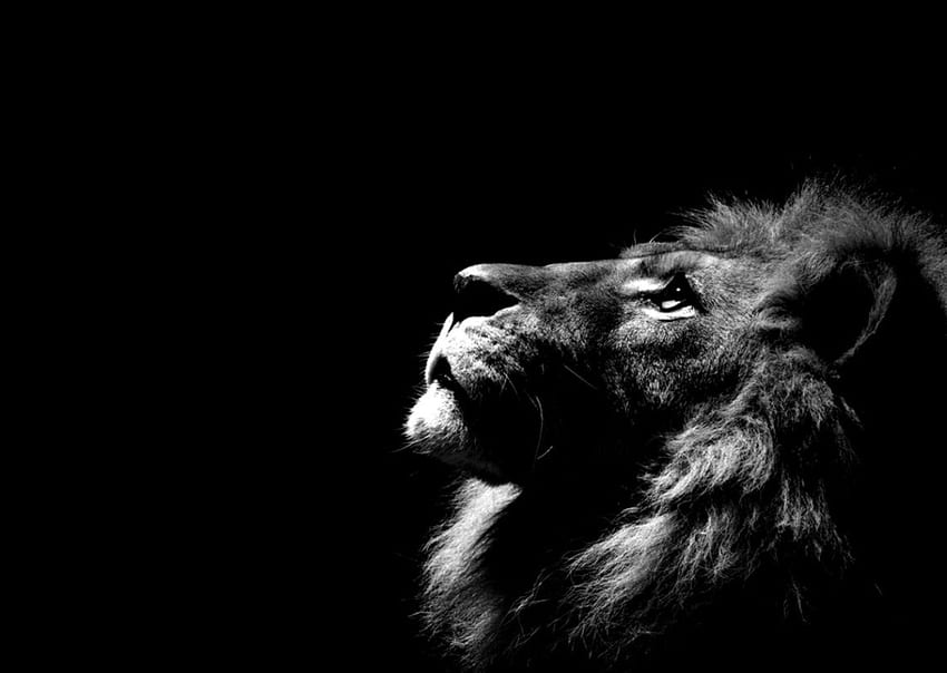 Lion Black And White, Angry Lion HD wallpaper