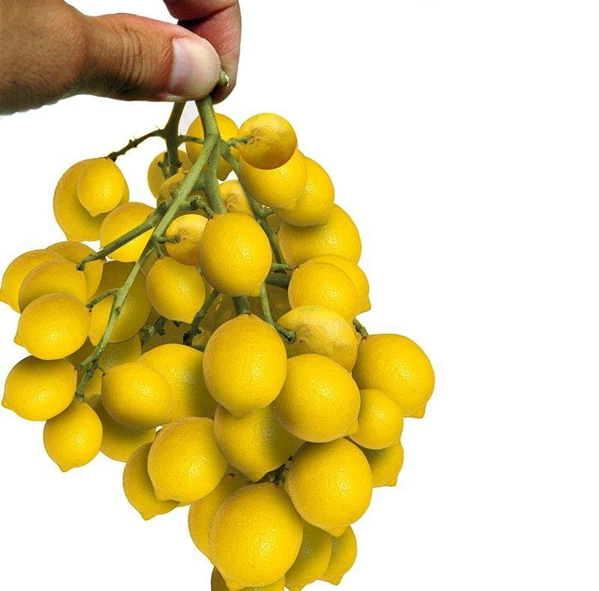 Pęczek cytryny, cytryna, kolor żółty, owoc, zabawny, wiązka, palce, ręka Tapeta HD
