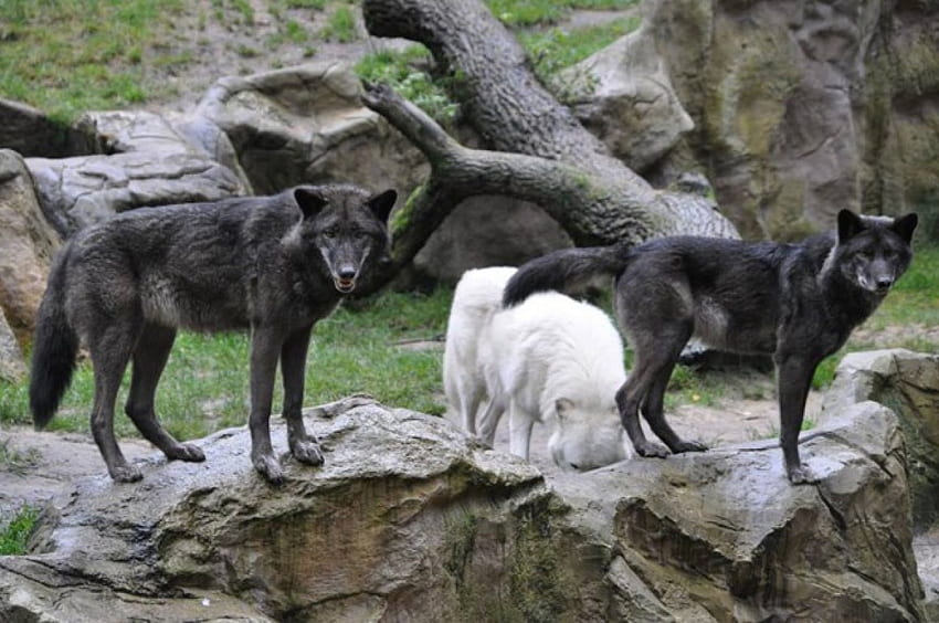 Lobos, blanco, madera, refrán, negro, lobo, canislupus, aullido, arte lobo,  sabiduría fondo de pantalla | Pxfuel