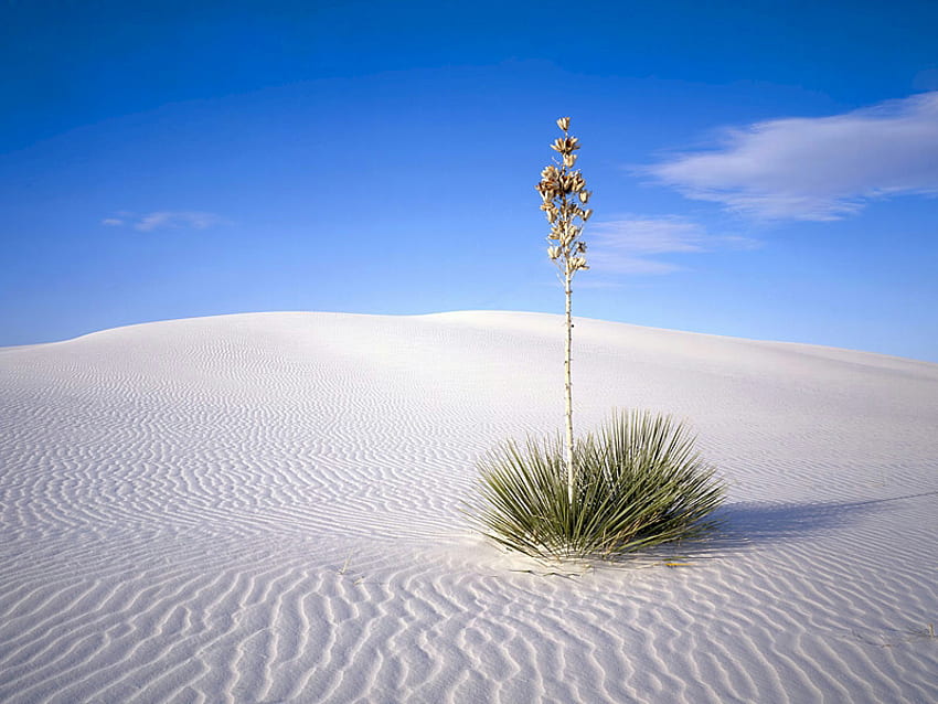 Di atas pasir putih, biru, putih, tanaman, pasir, sendirian, langit Wallpaper HD