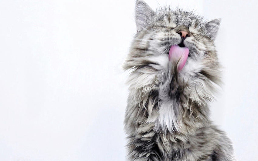 Animals, Cat, Fluffy, Lick Your Lips, Licking HD wallpaper