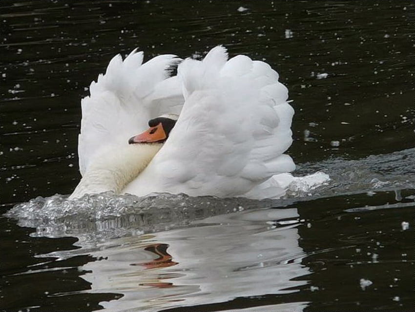 Happy landing, wings, white, bird, swan, landing, ruffles, water HD wallpaper