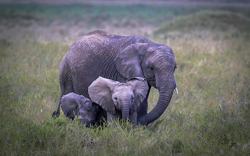 Elefantes, bebê, mãe, África papel de parede HD