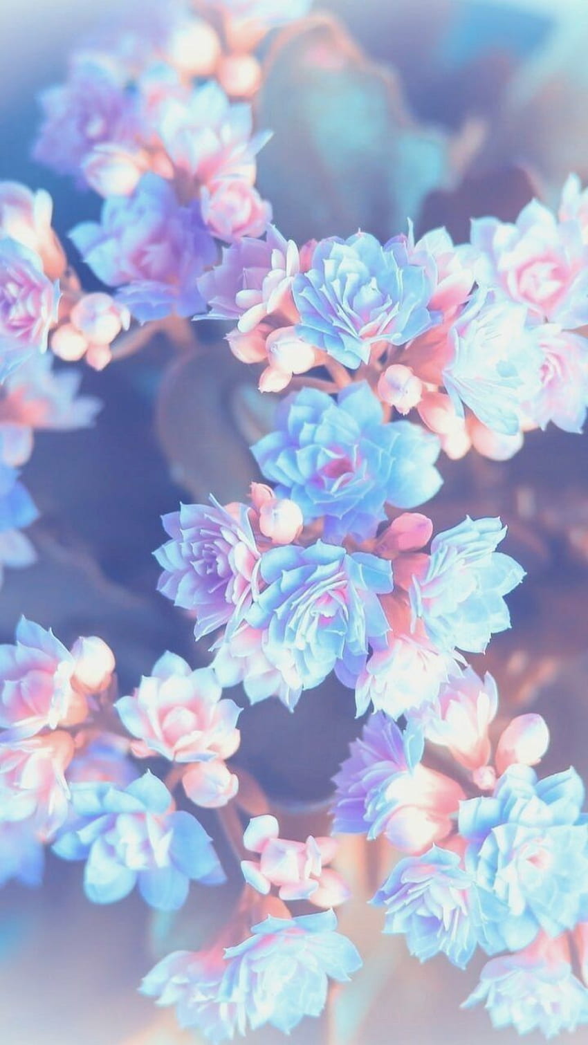 flower background tumblr