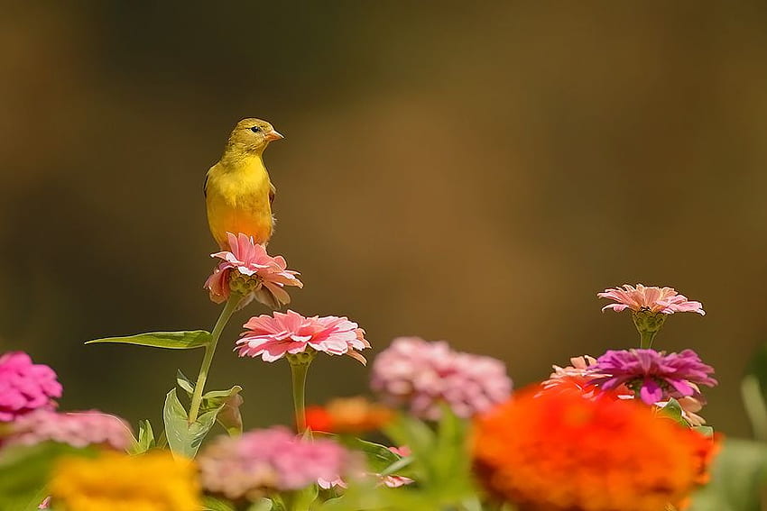 春を思い出す、鳥、色、黄色と黒、春、ピンク、葉、黄色、赤、花 高画質の壁紙