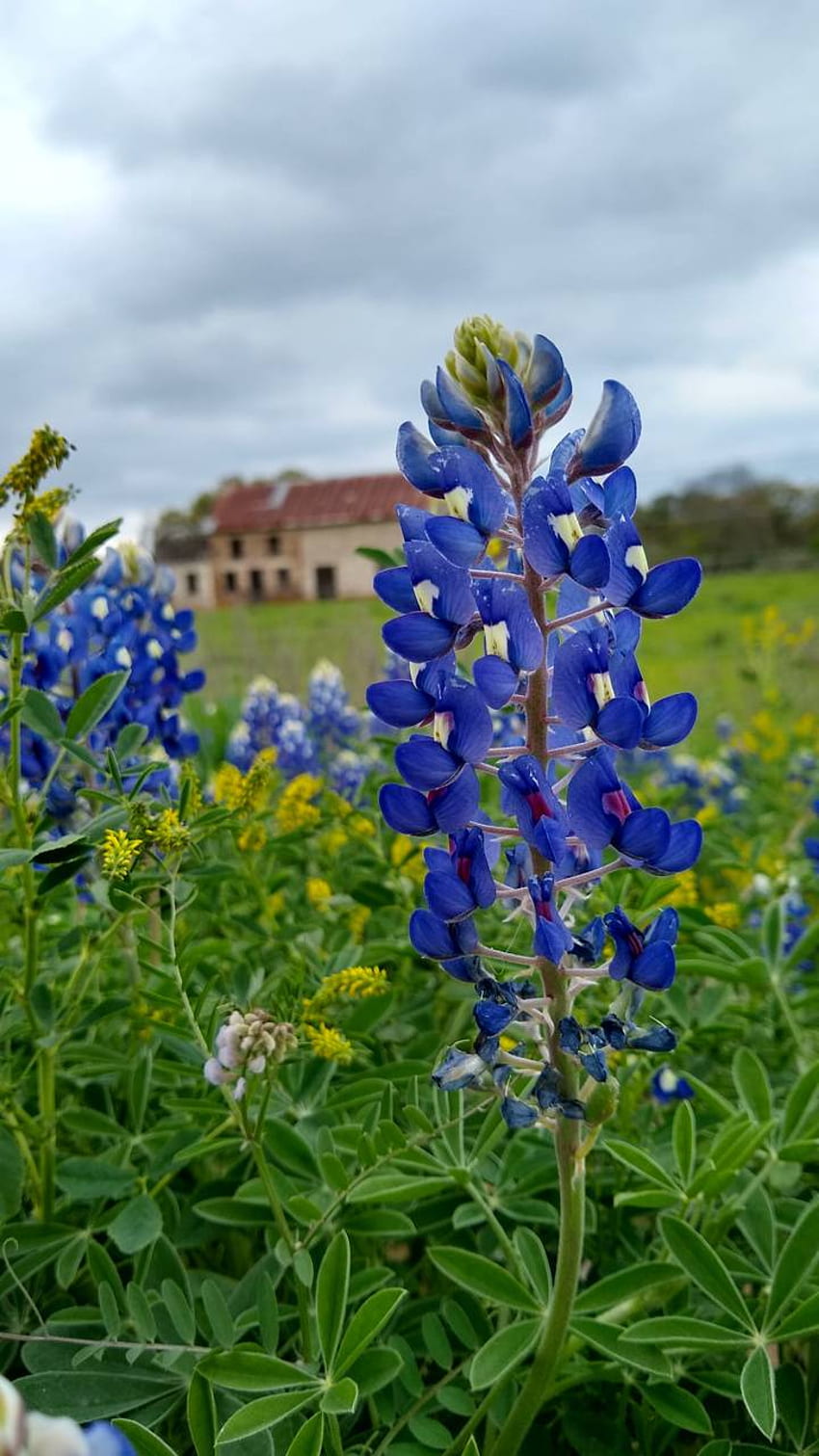 Hill Country Bluebonnets wallpaper  nature and landscape  Wallpaper Better