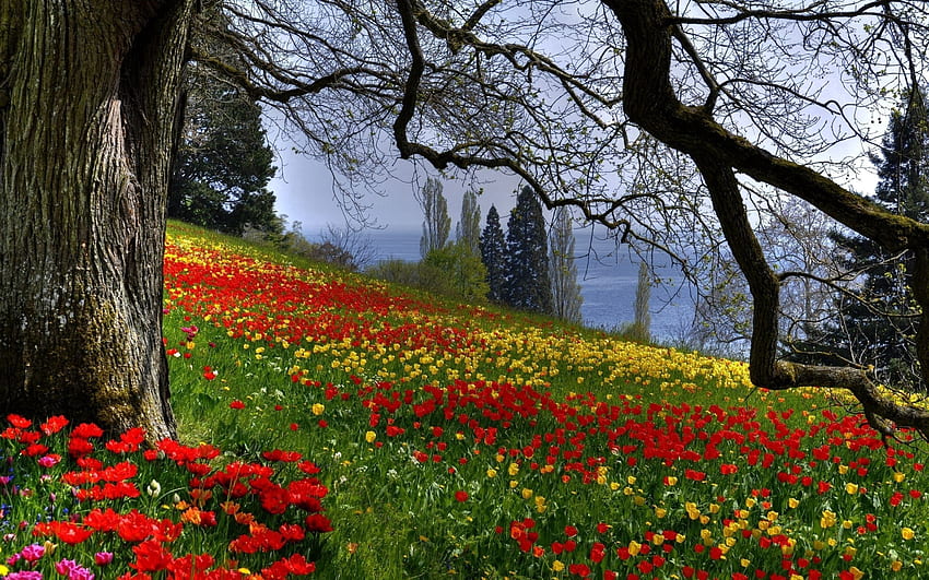 Alam, Bunga, Pohon, Rumput, Musim Panas Wallpaper HD