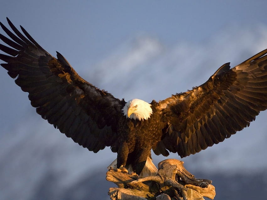 Mächtiger Adler, Flügel, stark, Natur, Greifvogel, Weißkopfseeadler HD-Hintergrundbild