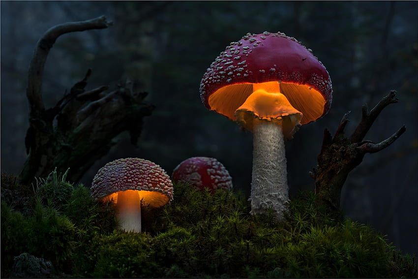 Magic light, pink, magic, light, moss, red, mushrooms, dark HD wallpaper