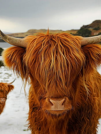 Highland Cow Wallpapers  Wallpaper Cave