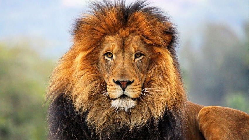 Tut Wallon: Beautiful : Lion HD wallpaper