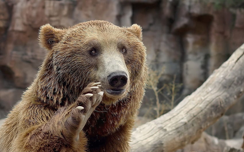 สัตว์ ปากกระบอกปืน หมี สายตา ความคิดเห็น ท่าทาง อุ้งเท้า วอลล์เปเปอร์ HD