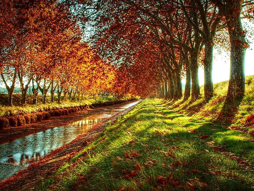 Есенен канал, слънчево, канал, трева, Франция, злато, портокал, дървета, есен, вода HD тапет