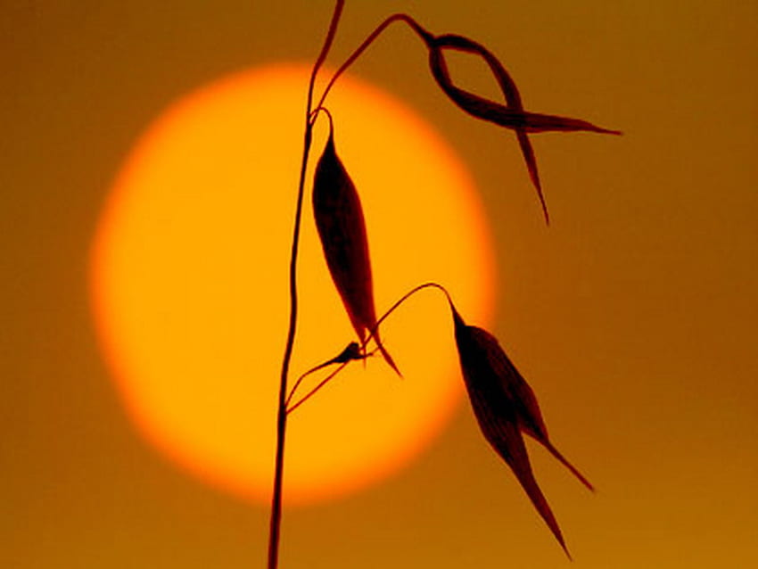 puesta de sol, trigo, hierba, solitario, naranja fondo de pantalla
