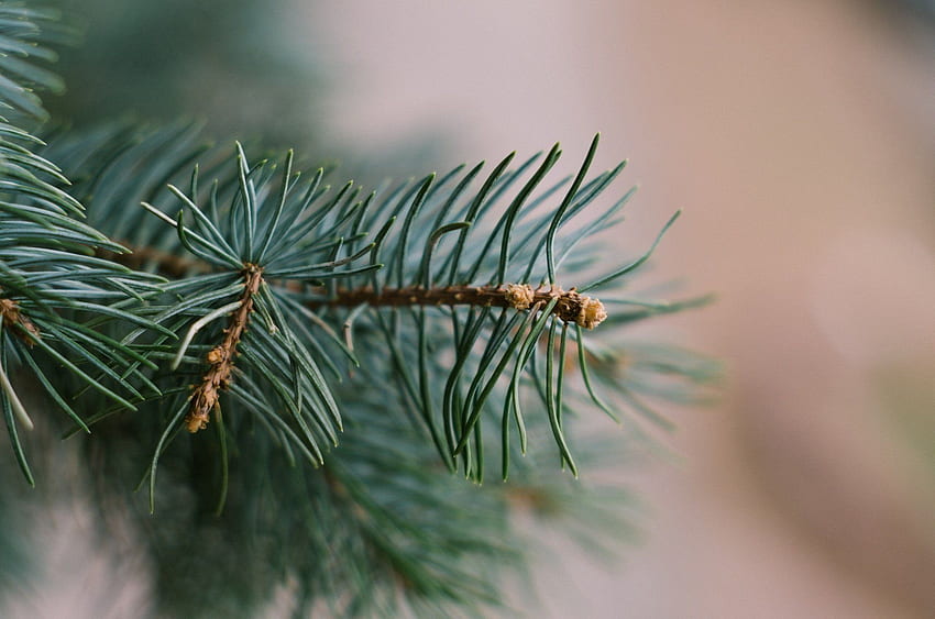 Vetko pine needles igolki macro branch tree . . 310004 HD wallpaper