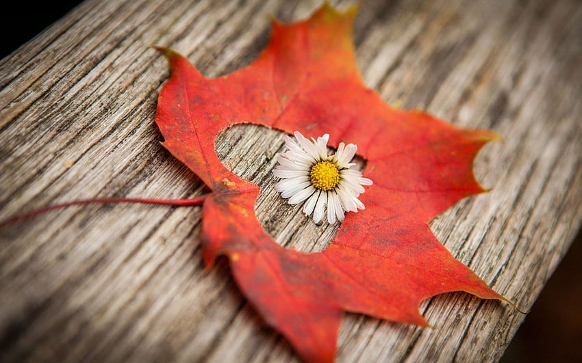 Flor de outono, flor silvestre de outono papel de parede HD