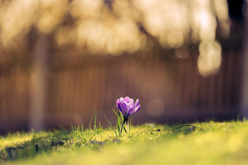Боке, пролетно време, светлина, природа, цветя, трева, пролет HD тапет
