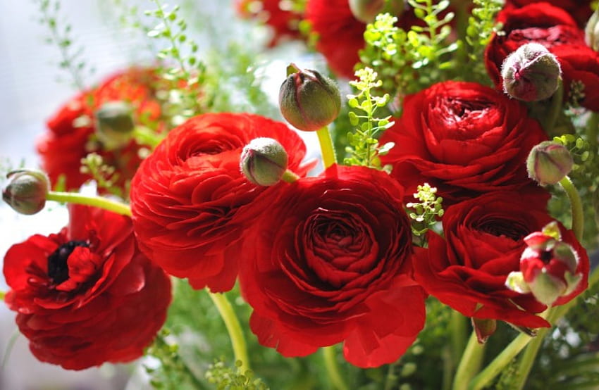 * Ranúnculo asiático rojo *, ramo, flor, rojo, naturaleza, flores fondo de pantalla