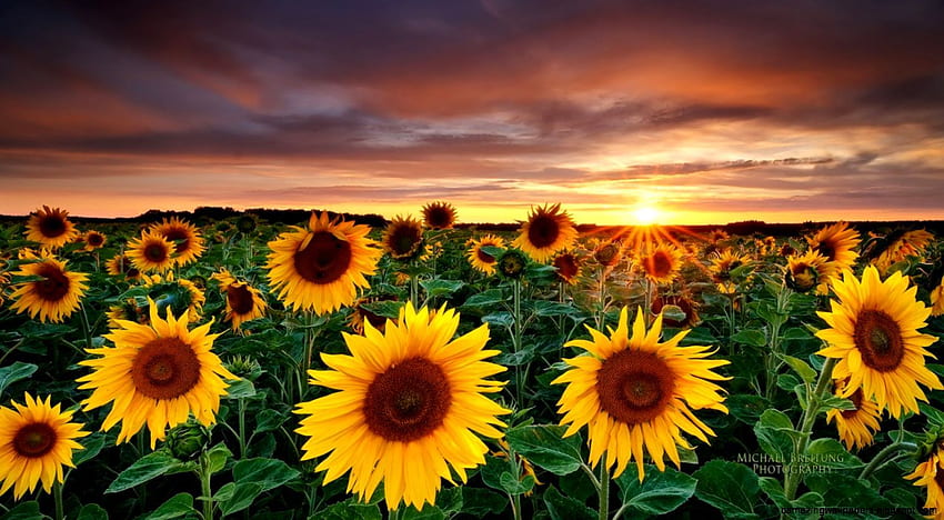 Sunflower Tumblr - Sunflower Field Background -, Yellow Tumblr Aesthetic Horizontal HD wallpaper