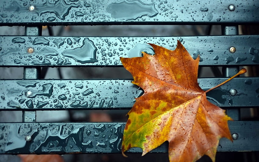 outono, gotas, macro, folha, folha papel de parede HD