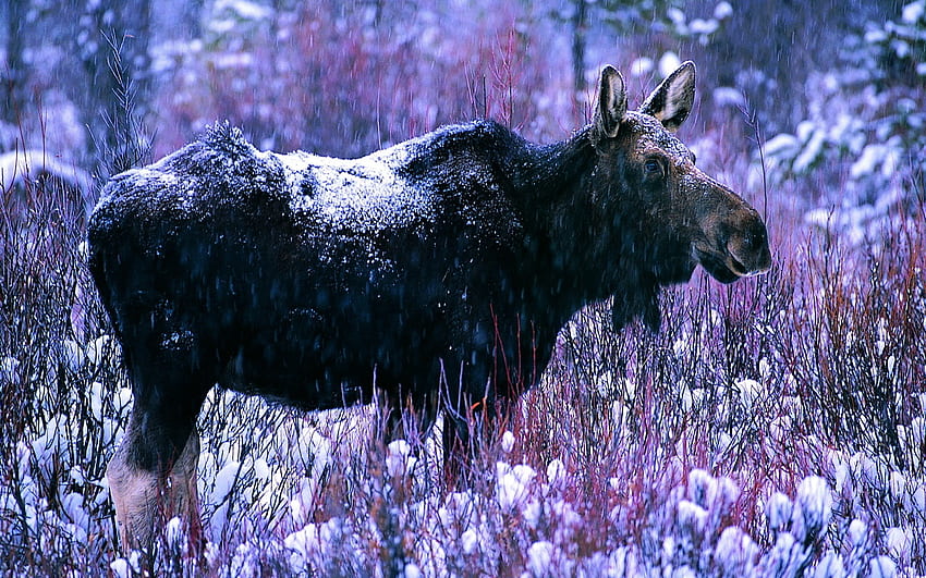 Moose In The Woods With Tall Horns Background, Pictures Of Mooses, Moose,  Wildlife Background Image And Wallpaper for Free Download