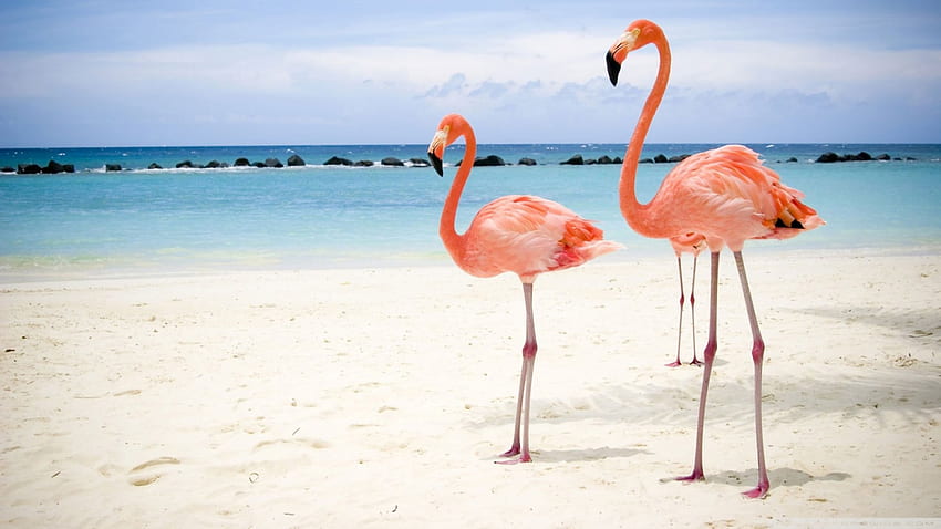 фламинго птици, фламинго, птица, вода, плаж HD тапет