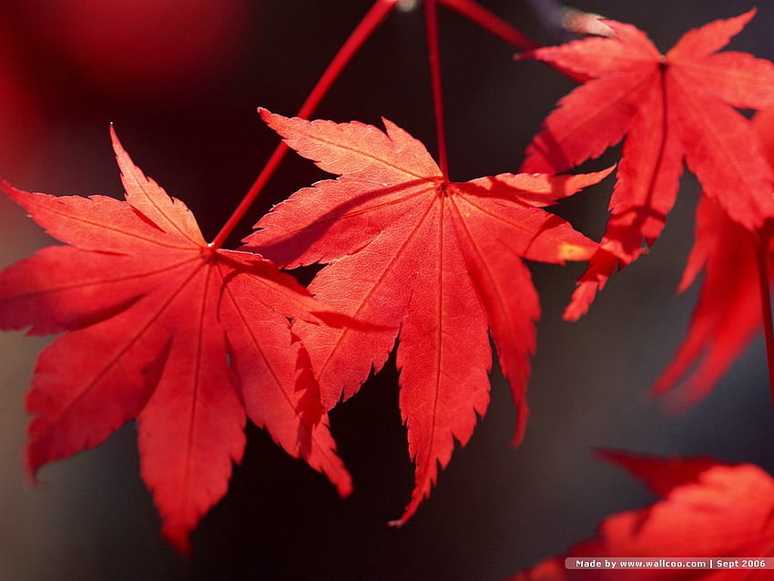 Jesienne czerwone liście, jesień, liście, czerwień Tapeta HD