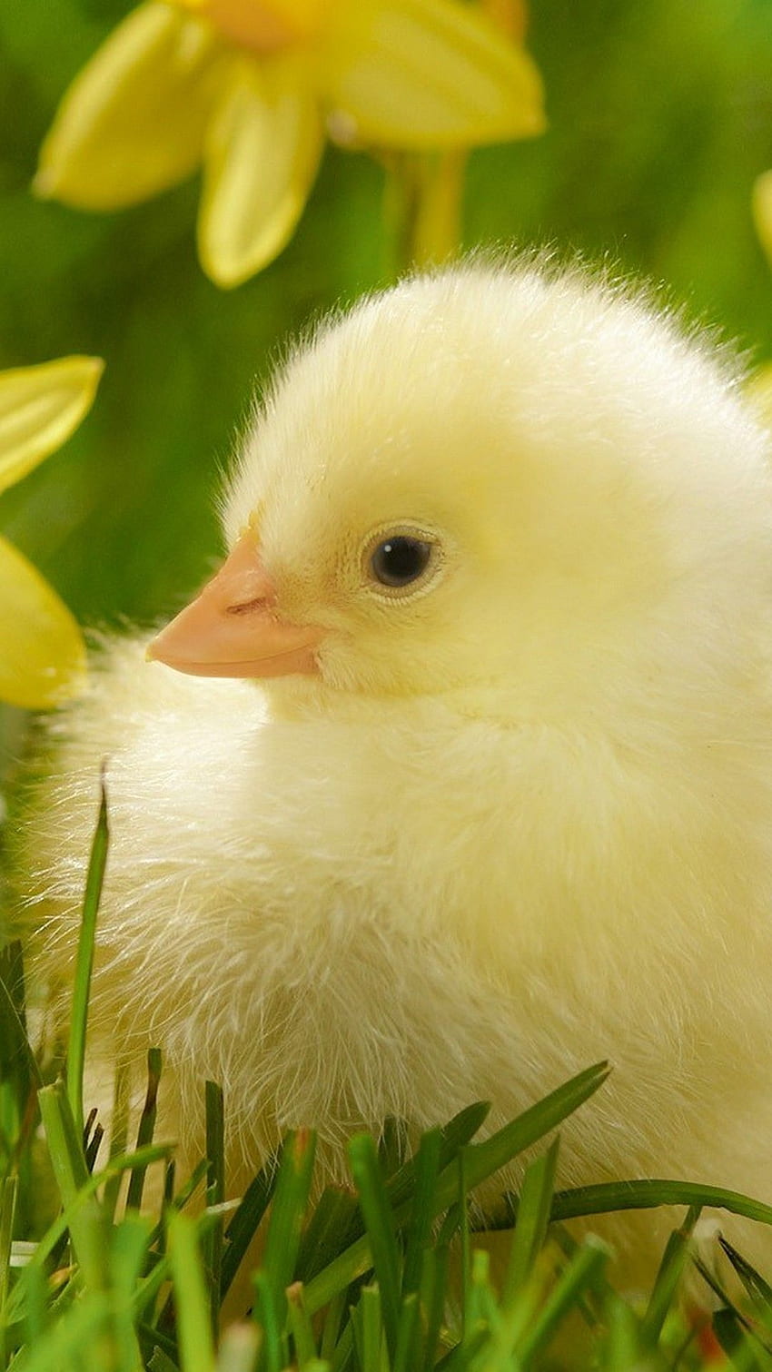 Chicks Wallpapers  Wallpaper Cave