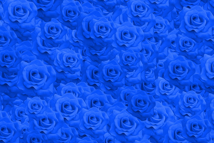 : texture, background, pattern, decorating, bright, flower, color, rose family, garden roses, cobalt blue, blue rose, electric blue, petal, rose order, flowering plant, computer , annual plant, herbaceous plant HD wallpaper