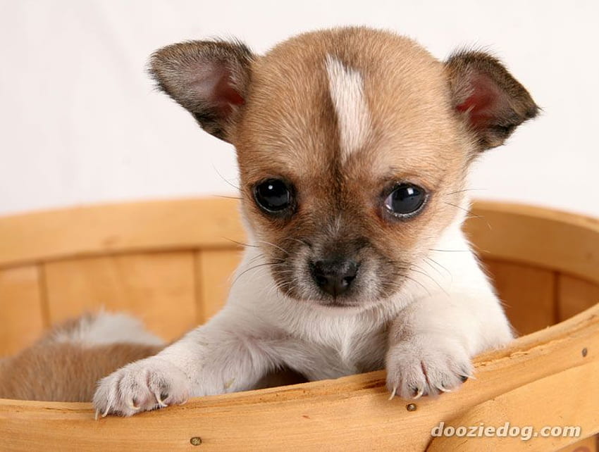 Bayi Chihuahua kecil., anak anjing, kecil, lugu, sayang Wallpaper HD