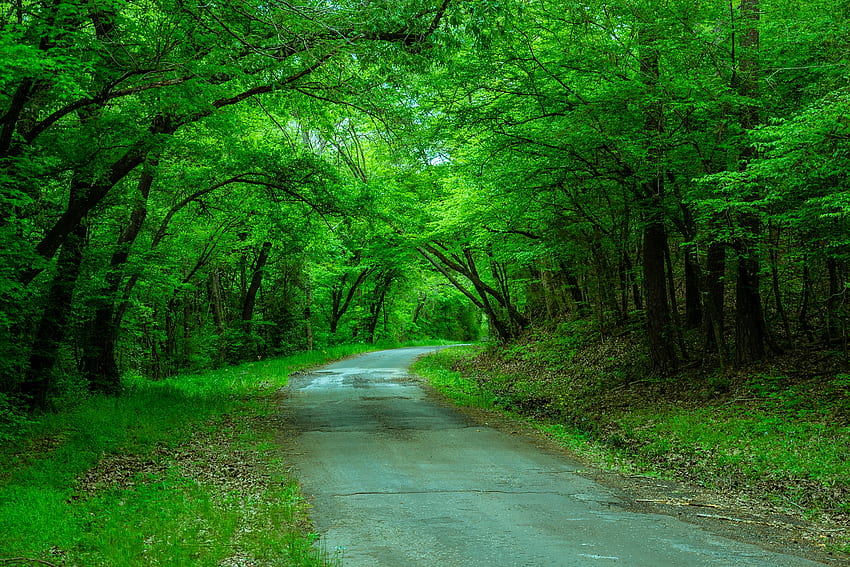 The Bend in the Road, canopy, woods, Texas, USA, peaceful, serene, country traveler, overhead, roadscape, green, trees, nature, travel HD wallpaper
