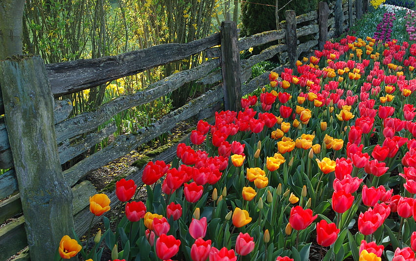 A Border of Colour, Fence, Tulips, Spring, Garden HD wallpaper