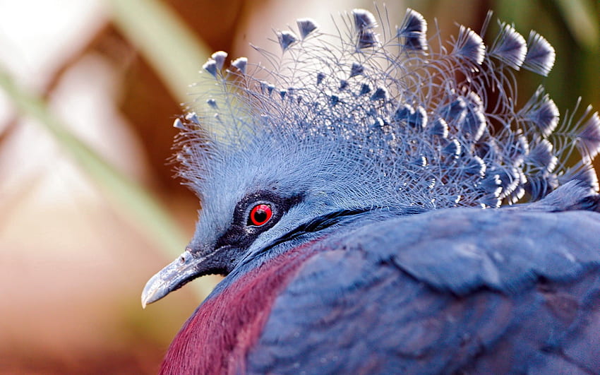 Animals, Bird, Beautiful, Head, Peacock HD wallpaper