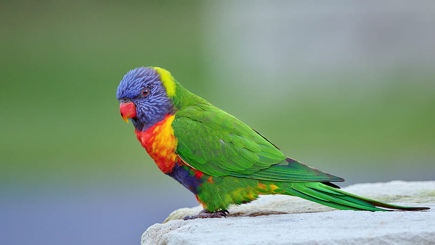 Rainbow, Colorful, Green, Yellow, Red, Purple, Lorikeet, Bird, Stone, Blur, Background Birds HD wallpaper
