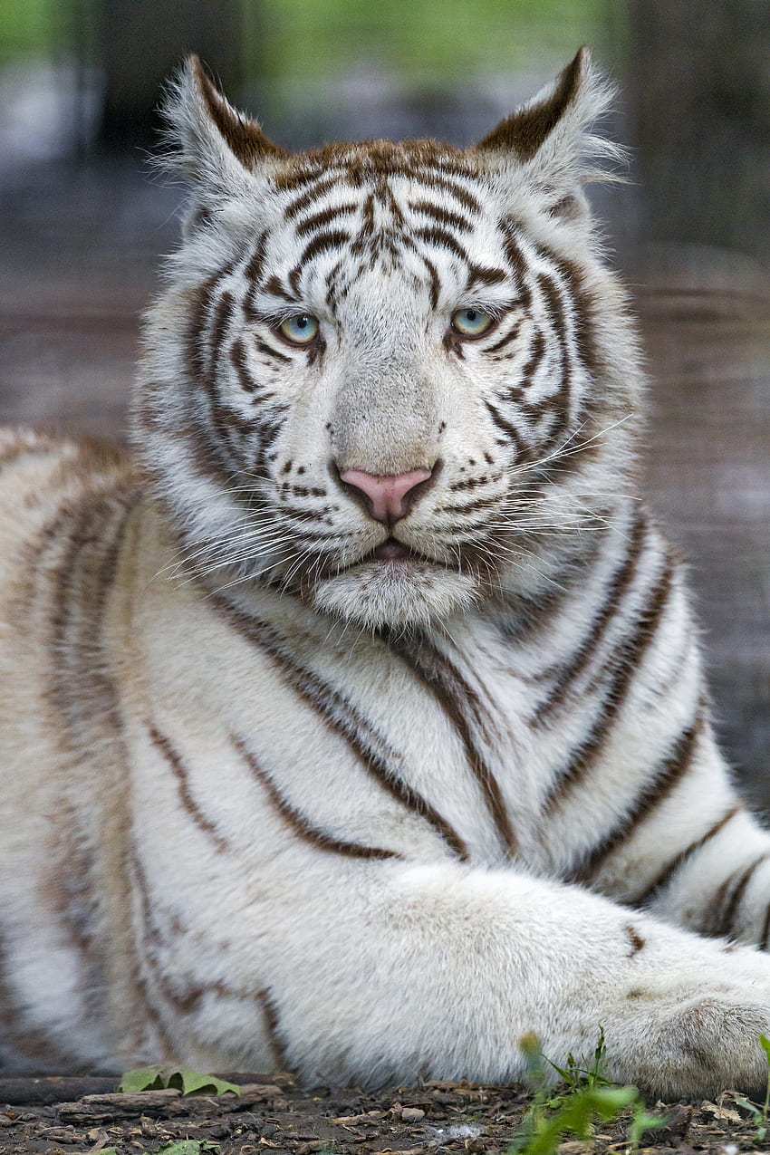Tiere, Raubtier, Tiger, Bestie, Albino HD-Handy-Hintergrundbild