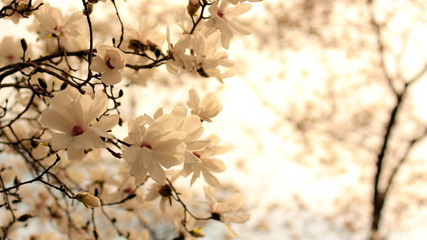 Flores, Bloom, Floración, Rama fondo de pantalla