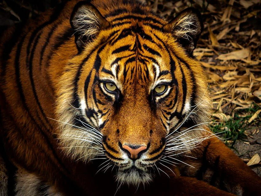 Predator, power, tiger, strength, hunter, cat HD wallpaper