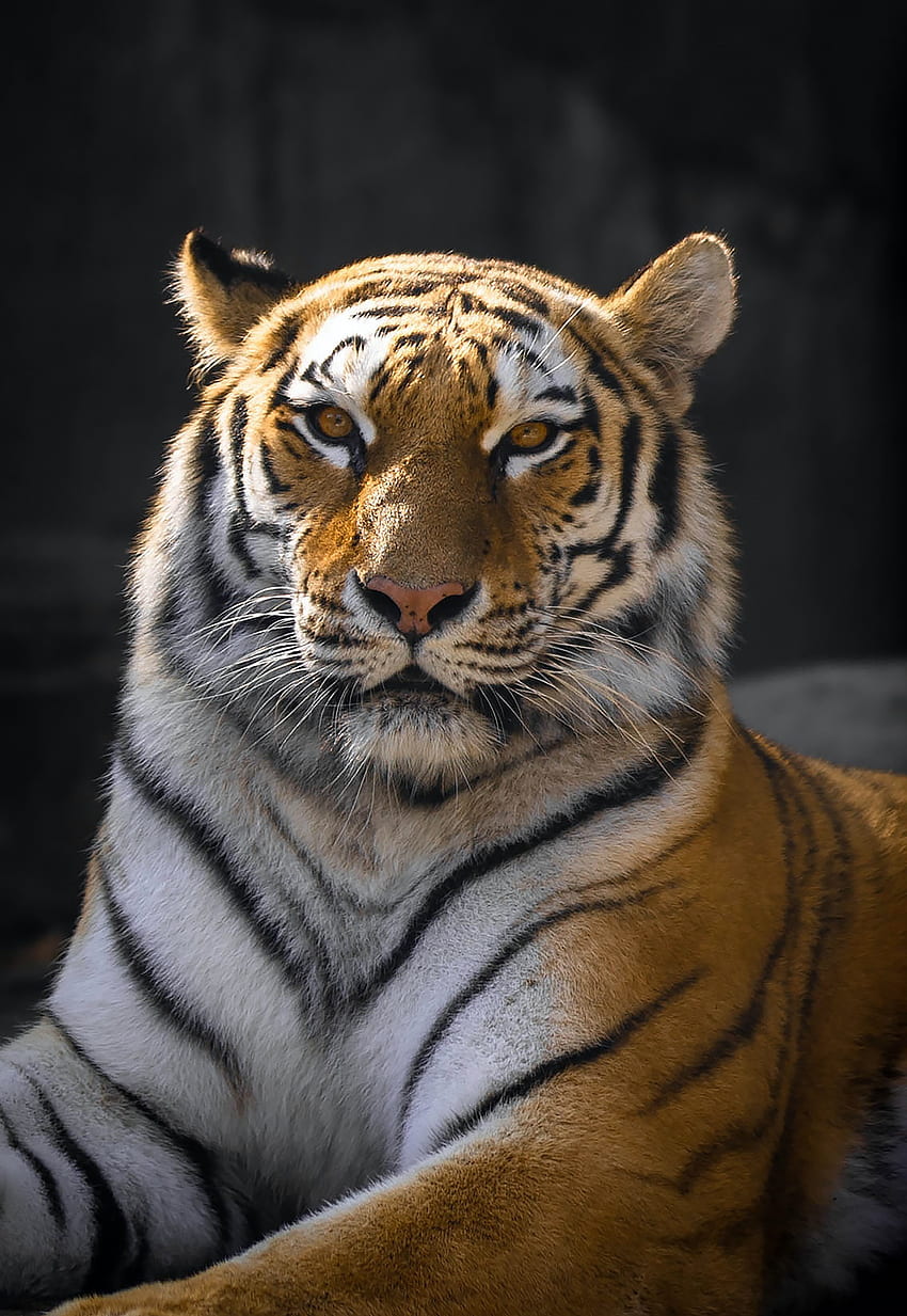 Tiger, terrestrial animal, whiskers HD phone wallpaper