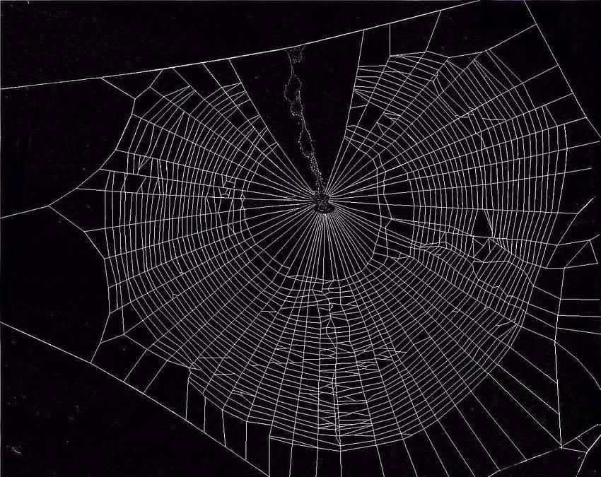 Spinnennetz HD-Hintergrundbild