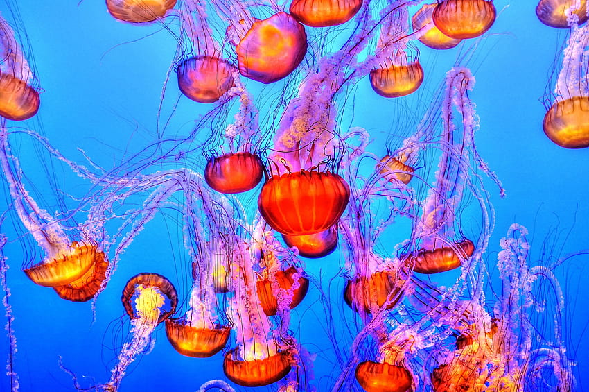 Animals, Jellyfish, Swimming, Underwater World HD wallpaper