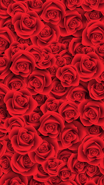 Red rose - flowers HD wallpapers | Pxfuel