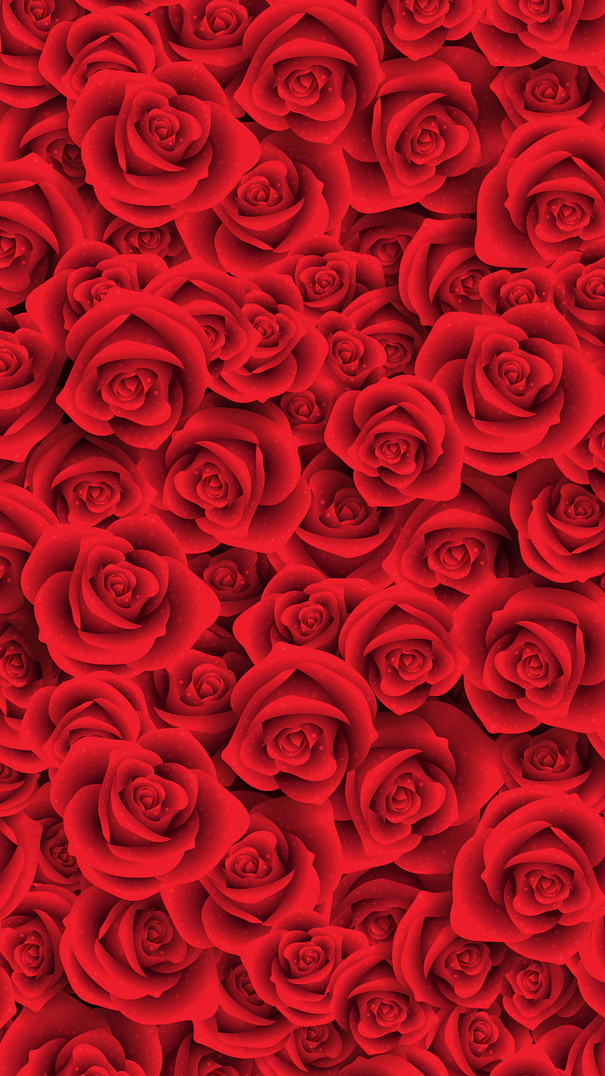 rosa roja, rosas frescas fondo de pantalla del teléfono