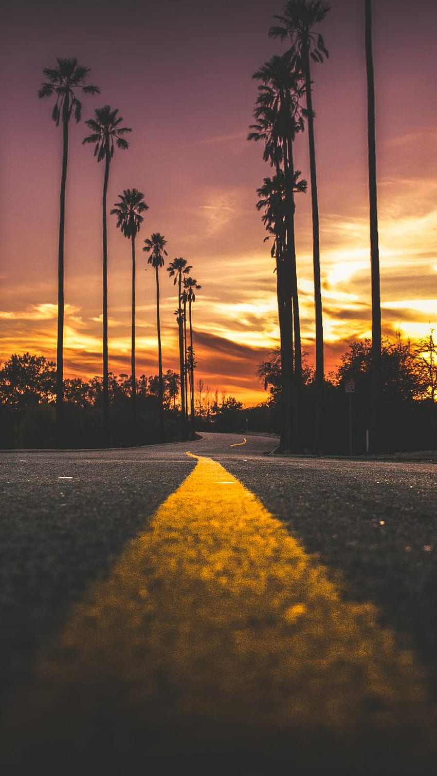 California Sunset - iPhone Sunset Palm Tree -, California Palm Trees Sunset HD phone wallpaper