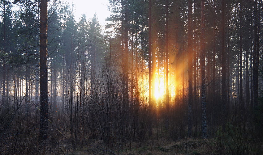 Natur, Bäume, Herbst, Morgendämmerung, Wald HD-Hintergrundbild
