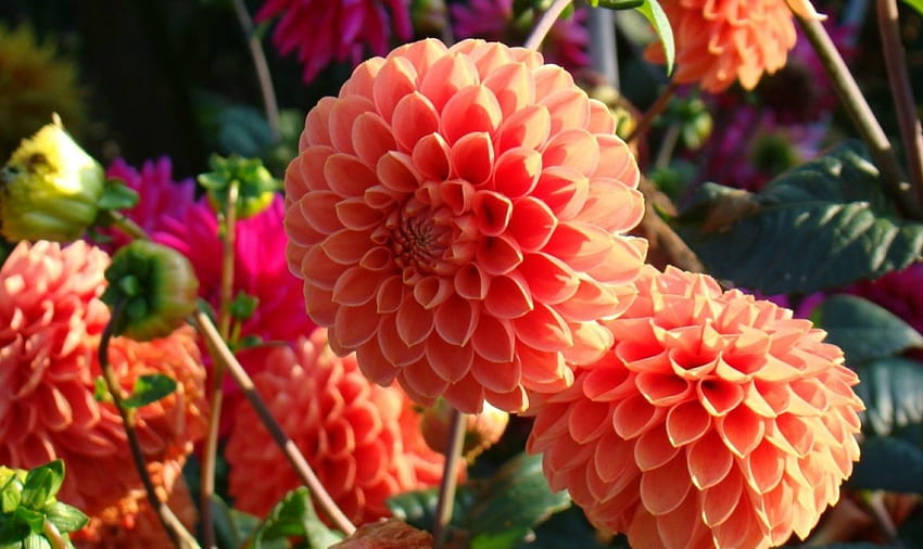 Dahlien, Garten, Blumen, Orange, Farbe HD-Hintergrundbild