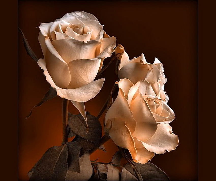 Exquisite , white, stems, roses, peach, three HD wallpaper
