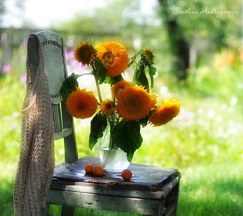 Letnie kwiaty, krzesło, wazon, trawa, mlecze, martwa natura, słoneczniki, pole, płatki, sweter, woda Tapeta HD