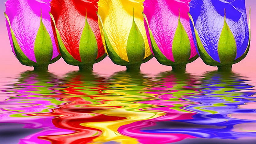MELTING BUDS, TULIP, COLORFUL, BUD, REFLECTIONS, MELTING HD wallpaper