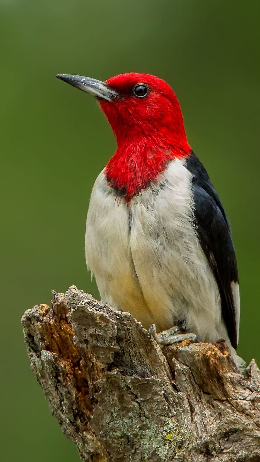 Woodpecker, Adorable Bird Wood Pecker HD phone wallpaper